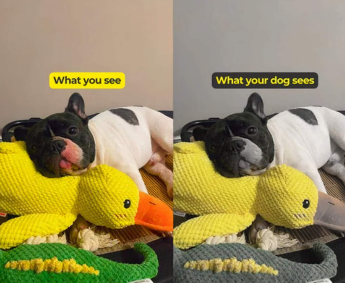 🦁duck pet toyspecial color optimized for dog vision Dog toy